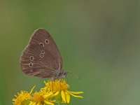 Aphantopus hyperantus 58, Koevinkje, Saxifraga-Ab H. Baas