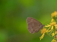 Aphantopus hyperantus 59, Koevinkje, Saxifraga-Ab H. Baas