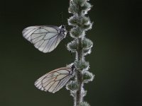 Aporia crataegi 83, Groot geaderd witje, Saxifraga-Dirk Hilbers