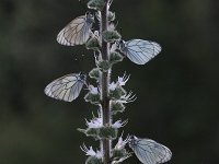 Aporia crataegi 84, Groot geaderd witje, Saxifraga-Dirk Hilbers