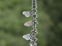 Aporia crataegi 93, Groot geaderd witje, Saxifraga-Dirk Hilbers