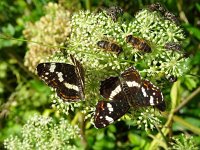 Araschnia levana 110, Landkaartje, on Heracleum sphondylium, Saxifraga-Kars Veling