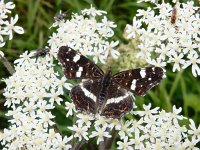 Araschnia levana 125, Landkaartje, on Heracleum sphondylium, Saxifraga-Kars Veling