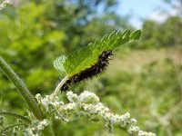 Araschnia levana 129, Landkaartje, larvae, Saxifraga-Kars Veling