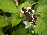 Araschnia levana 137, Landkaartje, on Rubus, Saxifraga-Kars Veling