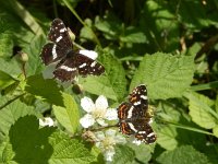 Araschnia levana 139, Landkaartje, on Rubus, Saxifraga-Kars Veling