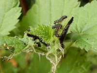 Araschnia levana 153, Landkaartje, larvae, Saxifraga-Kars Veling