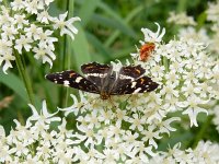 Araschnia levana 158, Landkaartje, on Heracleum sphondylium, Saxifraga-Kars Veling