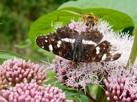 Araschnia levana 160, Landkaartje, on Eupatorium cannabinum, Saxifraga-Kars Veling