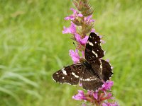 Araschnia levana 161, Landkaartje, on Lythrum salicaria, Saxifraga-Kars Veling