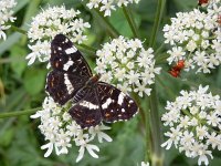 Araschnia levana 165, Landkaartje, on Heracleum sphondylium, Saxifraga-Kars Veling