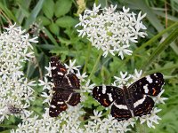 Araschnia levana 166, Landkaartje, on Heracleum sphondylium, Saxifraga-Kars Veling