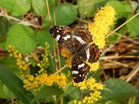 Araschnia levana 169, Landkaartje, on Solidago, Saxifraga-Kars Veling