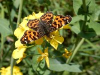 Araschnia levana 171, Landkaartje, on Brassica rapa, Saxifraga-Kars Veling