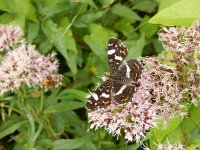 Araschnia levana 179, Landkaartje, on Eupatorium cannabinum, Saxifraga-Kars Veling