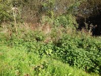 Araschnia levana 182, Landkaartje, Habitat with Urtica dioica, Kuinderbos, Noordoostpolder, Flevopland NL, Saxifraga-Kars Veling