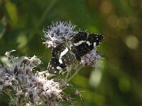 Araschnia levana 193, Landkaartje, Saxifraga-Jan van der Straaten