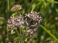 Araschnia levana 195, Landkaartje, Saxifraga-Jan van der Straaten