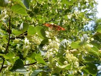 Argynnis adippe 48, Bosrandparelmoervlinder, on Tilia, Saxifraga-Kars Veling