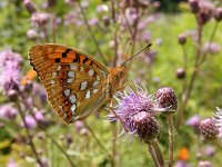 Argynnis adippe 49, Bosrandparelmoervlinder, on Cirsium arvense, Saxifraga-Kars Veling