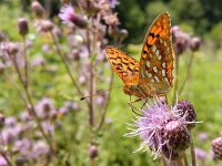 Argynnis adippe 50, Bosrandparelmoervlinder, on Cirsium arvense, Saxifraga-Kars Veling