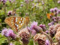 Argynnis adippe 51, Bosrandparelmoervlinder, on Cirsium arvense, Saxifraga-Kars Veling