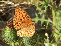 Argynnis adippe 54, Bosrandparelmoervlinder, on Cirsium vulgare, Saxifraga-Kars Veling