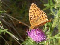 Argynnis adippe 58, Bosrandparelmoervlinder, on Cirsium vulgare, Saxifraga-Kars Veling