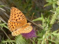 Argynnis adippe 60, Bosrandparelmoervlinder, on Cirsium vulgare, Saxifraga-Kars Veling