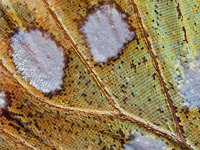 Argynnis aglaja 74, Grote parelmoervlinder, Saxifraga-Ab H. Baas