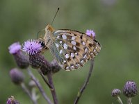 Argynnis aglaja 76, Grote parelmoervlinder, Saxifraga-Luuk Vermeer