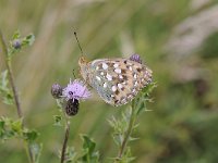 Argynnis aglaja 79, Grote parelmoervlinder, Saxifraga-Luuk Vermeer