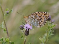 Argynnis aglaja 81, Grote parelmoervlinder, Saxifraga-Luuk Vermeer