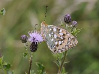 Argynnis aglaja 82, Grote parelmoervlinder, Saxifraga-Luuk Vermeer