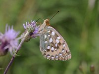 Argynnis aglaja 85, Grote parelmoervlinder, Saxifraga-Luuk Vermeer