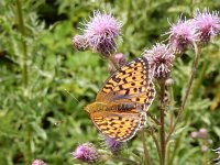 Argynnis aglaja 90, Grote parelmoervlinder, on Cirsium arvense, Saxifraga-Kars Veling