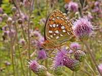 Argynnis aglaja 93, Grote parelmoervlinder, on Cirsium arvense, Saxifraga-Kars Veling