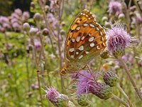 Argynnis aglaja 94, Grote parelmoervlinder, on Cirsium arvense, Saxifraga-Kars Veling