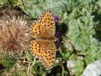 Argynnis aglaja 99, Grote parelmoervlinder, on Cirsium vulgare, Saxifraga-Kars Veling