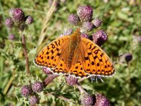 Argynnis niobe 27, Duinparelmoervlinder, on Cirsium arvense, Saxifraga-Kars Veling