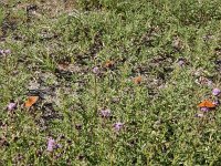 Argynnis niobe 32, Duinparelmoervlinder, on Cirsium arvense, Saxifraga-Kars Veling