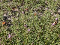 Argynnis niobe 33, Duinparelmoervlinder, on Cirsium arvense, Saxifraga-Kars Veling