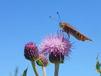 Argynnis niobe 42, Duinparelmoervlinder, on Cirsium arvense, Saxifraga-Kars Veling