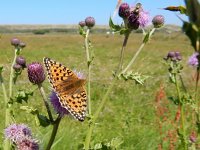 Argynnis niobe 46, Duinparelmoervlinder, on Cirsium arvense, Saxifraga-Kars Veling