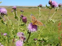 Argynnis niobe 47, Duinparelmoervlinder, on Cirsium arvense, Saxifraga-Kars Veling