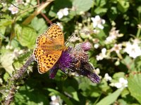 Argynnis niobe 49, Duinparelmoervlinder, on Círsium palústre, Saxifraga-Kars Veling