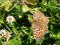 Argynnis niobe 51, Duinparelmoervlinder, Saxifraga-Kars Veling