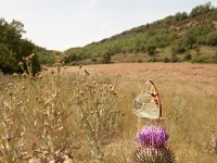 Argynnis pandora 19, Kardinaalsmantel, on Onopordum acanthium, Saxifraga-Kars Veling