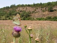 Argynnis pandora 21, Kardinaalsmantel, on Onopordum acanthium, Saxifraga-Kars Veling