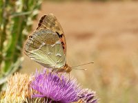 Argynnis pandora 24, Kardinaalsmantel, on Onopordum acanthium, Saxifraga-Kars Veling